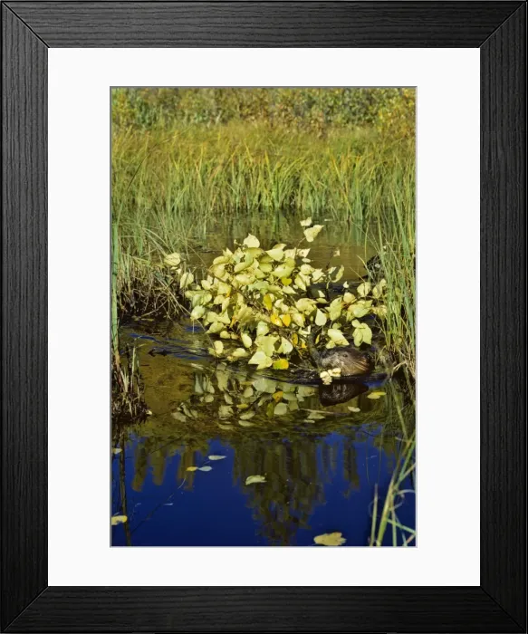 Framed Print : Beaver - hauling branch back to winter food cache. Fall. Prince Albert National Park Saskatchewan. Canada. MT81 Framed Print : Beaver - hauling branch back to winter food cache. Fall. Prince Albert National Park Saskatchewan. Canada. MT81