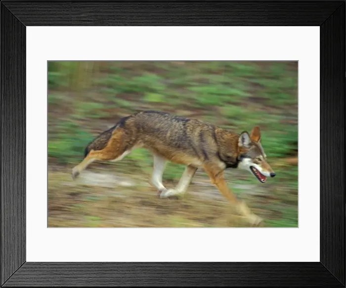 Framed Print : Red Wolf Endangered species. Southeastern USA. MW1944 Framed Print : Red Wolf Endangered species. Southeastern USA. MW1944