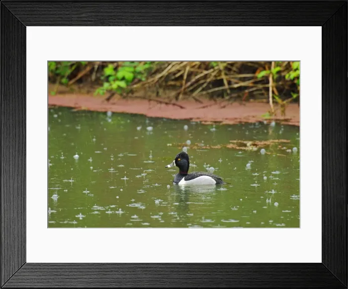 Framed Print : Ring-necked Duck - drake in rain. Ridgefield National Wildlife Refuge, Washington, Pacific Northwest, USA TPL1120 Framed Print : Ring-necked Duck - drake in rain. Ridgefield National Wildlife Refuge, Washington, Pacific Northwest, USA TPL1120