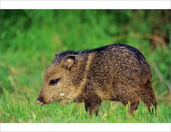 Young Collared Peccary  /  Javelina - American Southwest, USA. MX28