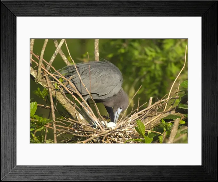 Framed Print : Little Blue Heron - At nest with eggs, Louisianna, North America Southeastern U. S. _TPL4734 Framed Print : Little Blue Heron - At nest with eggs, Louisianna, North America Southeastern U. S. _TPL4734