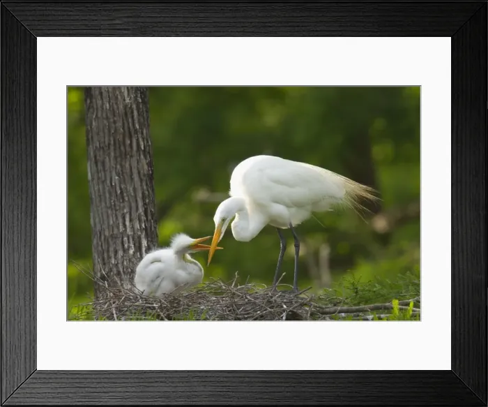 Framed Print : Great Egret / Common Egret - At nest feeding young. Louisiana. USA, May. _TPL4437 Framed Print : Great Egret / Common Egret - At nest feeding young. Louisiana. USA, May. _TPL4437