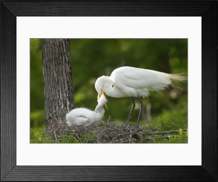 Framed Print : Great Egret / Common Egret - At nest feeding young. Louisiana. USA _TPL4436 Framed Print : Great Egret / Common Egret - At nest feeding young. Louisiana. USA _TPL4436