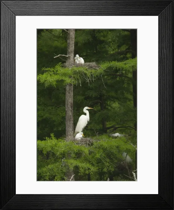 Framed Print : Great Egret / Common Egret - At nest feeding young. Louisiana. USA _TPL4348 Framed Print : Great Egret / Common Egret - At nest feeding young. Louisiana. USA _TPL4348