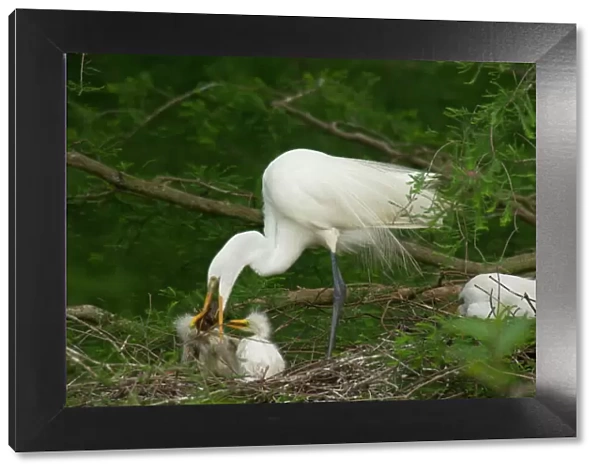 Great Egret  /  Common Egret - adult feeding youg crayfish or crawfish at nest. Southern U. S. May _TPL4013