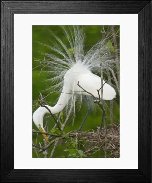 Framed Print : Great Egret / Common Egret - At nest. Southern U. S. May _TPL3930 Framed Print : Great Egret / Common Egret - At nest. Southern U. S. May _TPL3930