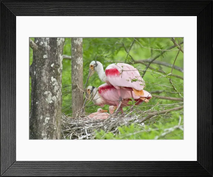 Framed Print : Roseate Spoonbill - At nest. Southern U. S. May Framed Print : Roseate Spoonbill - At nest. Southern U. S. May