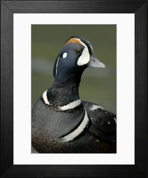 Framed Print : Harlequin Duck - By fast flowing mountain stream. Pacific Northwest, USA. Spring _TPL2509 Framed Print : Harlequin Duck - By fast flowing mountain stream. Pacific Northwest, USA. Spring _TPL2509