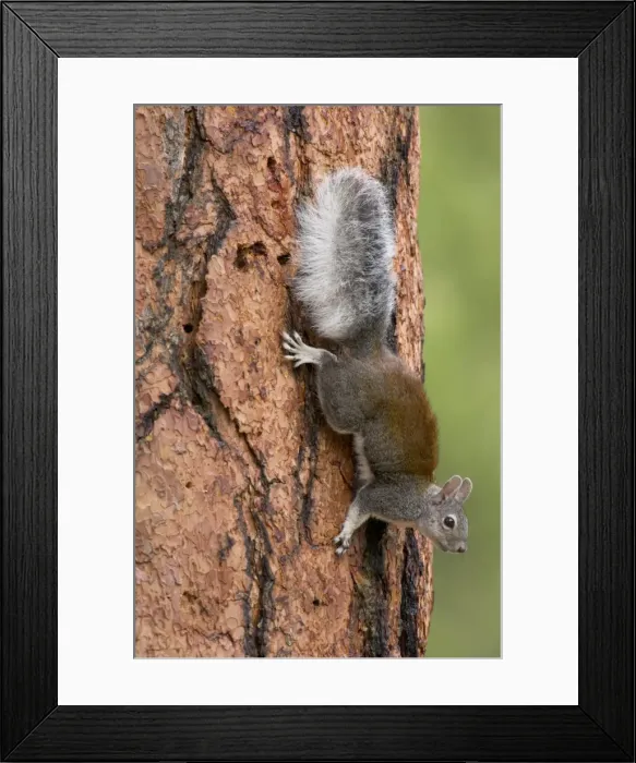 Framed Print : Abert's Squirrel / Tassel-eared squirrel - on side of old growth ponderosa pine tree. South rim of Grand Canyon, Arizona, USA _PTL4785 Framed Print : Abert's Squirrel / Tassel-eared squirrel - on side of old growth ponderosa pine tree. South rim of Grand Canyon, Arizona, USA _PTL4785