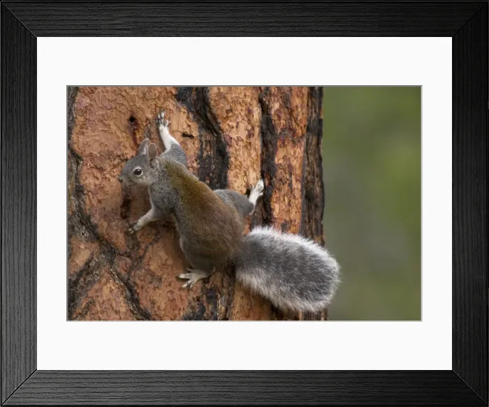 Framed Print : Abert's Squirrel / Tassel-eared squirrel - On side of old growth ponderosa pine tree. South rim of Grand Canyon, Arizona, USA _PTL4814 Framed Print : Abert's Squirrel / Tassel-eared squirrel - On side of old growth ponderosa pine tree. South rim of Grand Canyon, Arizona, USA _PTL4814