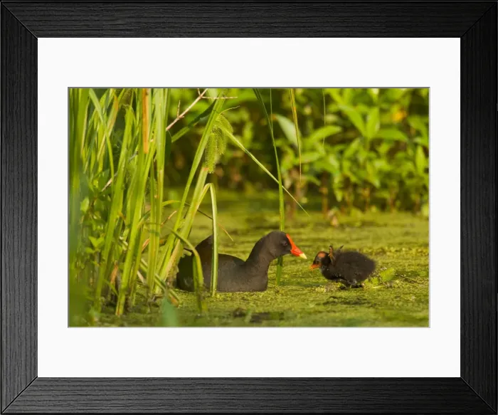 Framed Print : Common Moorhen - adult with young. Southern swamp, Louisiana, North America, USA. May. _TPL4957 Framed Print : Common Moorhen - adult with young. Southern swamp, Louisiana, North America, USA. May. _TPL4957