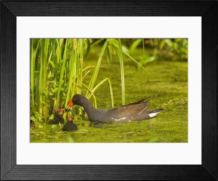 Framed Print : Common Moorhen - adult with young. Southern swamp, Louisiana, North America, USA. May. _TPL5058 Framed Print : Common Moorhen - adult with young. Southern swamp, Louisiana, North America, USA. May. _TPL5058