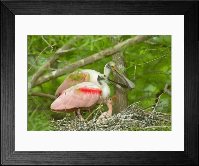 Framed Print : Roseate Spoonbill - At nest with young. Southern U. S. A, May. _TPL5185 Framed Print : Roseate Spoonbill - At nest with young. Southern U. S. A, May. _TPL5185