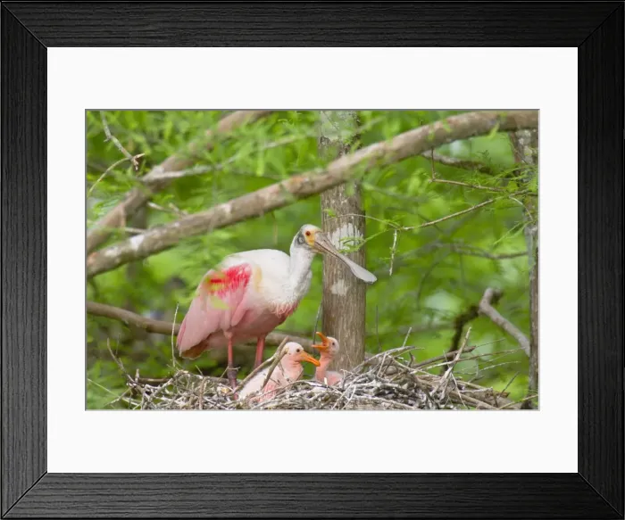 Framed Print : Roseate Spoonbill - At nest with young. Southern U. S. A, May. _TPL5221 Framed Print : Roseate Spoonbill - At nest with young. Southern U. S. A, May. _TPL5221