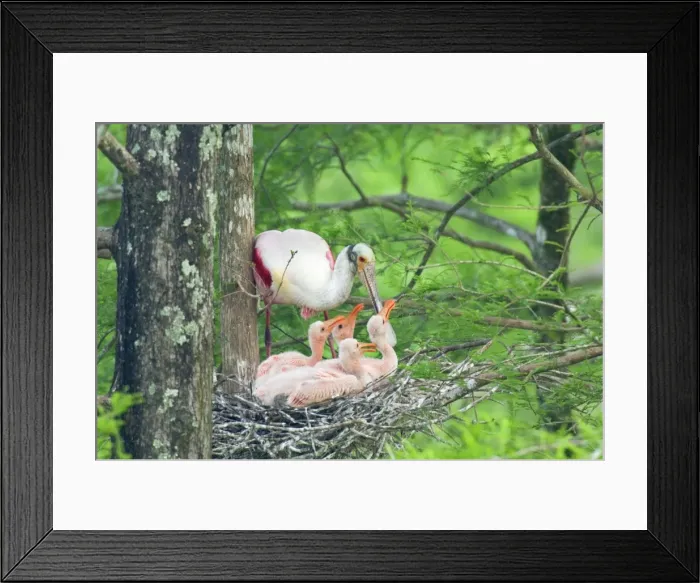 Framed Print : Roseate Spoonbill - At nest with young. Southern U. S. A May _TPL5842 Framed Print : Roseate Spoonbill - At nest with young. Southern U. S. A May _TPL5842