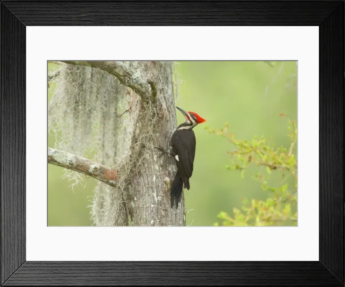 Framed Print : Pileated Woodpecker - On baldcypress tree in southern swamp Framed Print : Pileated Woodpecker - On baldcypress tree in southern swamp