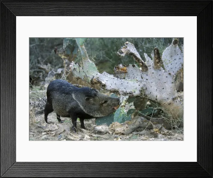 Framed Print : Collard Peccary (Tayassu tajacu) eating cactus in American Southwest Framed Print : Collard Peccary (Tayassu tajacu) eating cactus in American Southwest