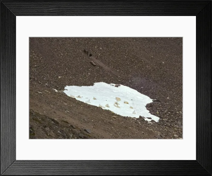 Framed Print : Mountain goat females with young lying on small snow patch. Pacific Northwest, summer. Mt. goats do not pant or sweat and often seek a snow patch or windy ledge to stay cool under the intense alpine summer sun Framed Print : Mountain goat females with young lying on small snow patch. Pacific Northwest, summer. Mt. goats do not pant or sweat and often seek a snow patch or windy ledge to stay cool under the intense alpine summer sun