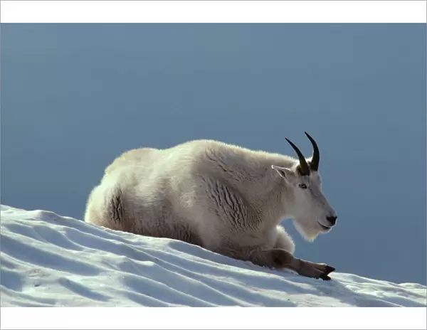 Mountain Goat - Resting on snow. In the summer time mt. goats frequently rest on snow patches to help regulate their body temperature. Western U. S. MG48B