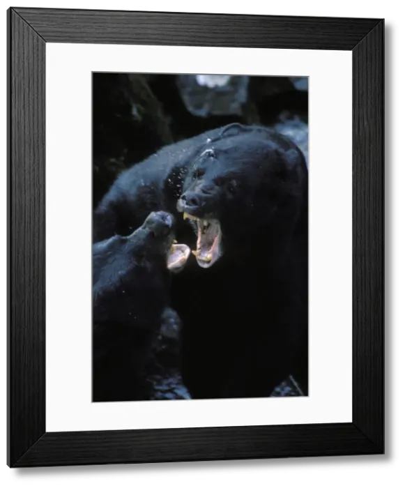 Framed Print : Black Bears (Ursus americanus) fighting--mostly snapping jaws and growling--over fishing spot. S. E. Alaska. Summer Framed Print : Black Bears (Ursus americanus) fighting--mostly snapping jaws and growling--over fishing spot. S. E. Alaska. Summer