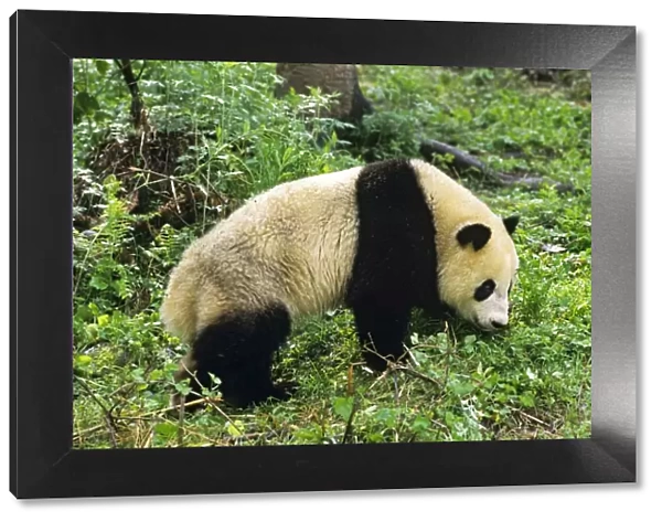 Giant Panda - Wolong Nature Reserve; Qionglai Mountains; Sichuan Province, China 4MA696