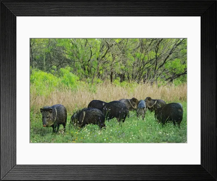 Framed Print : Band of Collared Peccary or javelina (Tayassu tajacu) foraging among wildflowers. Texas. March Framed Print : Band of Collared Peccary or javelina (Tayassu tajacu) foraging among wildflowers. Texas. March