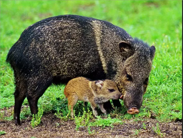 Collared Peccary  /  Javelina - mother with young piglet. American Southwest. MX21