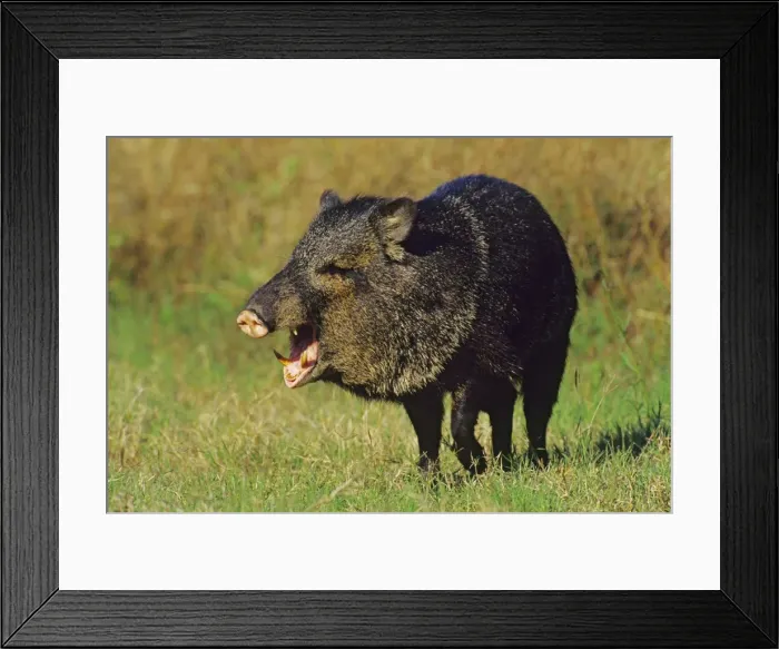 Framed Print : Collared Peccary or Javelina (Tayassu tajacu). American Southwest Framed Print : Collared Peccary or Javelina (Tayassu tajacu). American Southwest