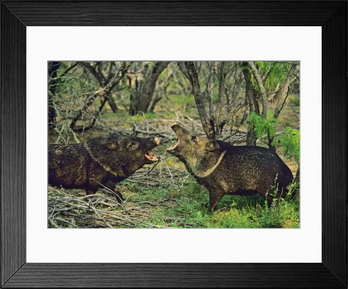 Framed Print : Collared Peccaries or Javelina (Tayassu tajacu) snapping jaws at one another. American Southwest Framed Print : Collared Peccaries or Javelina (Tayassu tajacu) snapping jaws at one another. American Southwest