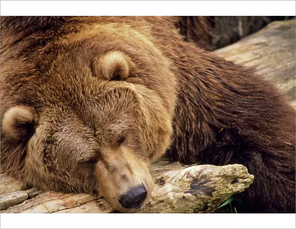 Grizzly Bear - Asleep on dead tree log. Alaska. Ma793