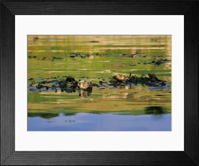 Framed Print : Sea Otter - x2 resting in kelp Aleutian Islands, Alaska, North America Framed Print : Sea Otter - x2 resting in kelp Aleutian Islands, Alaska, North America
