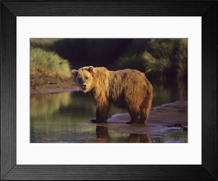 Framed Print : Grizzly Bear along the Katmai coast, Alaska Peninsula, Alaska. Summer. MA923 Framed Print : Grizzly Bear along the Katmai coast, Alaska Peninsula, Alaska. Summer. MA923