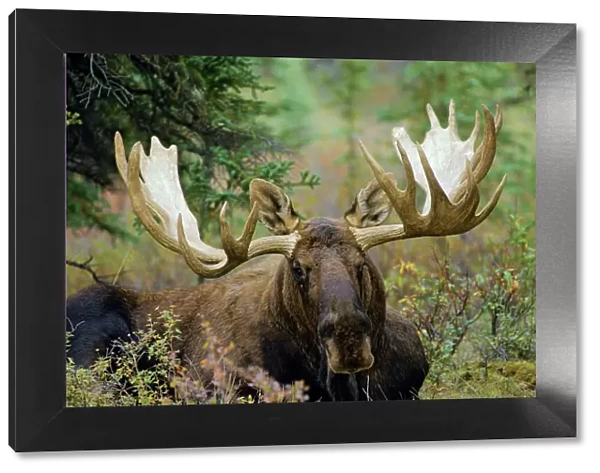 Moose - male Denali National Park, Alaska. MM129