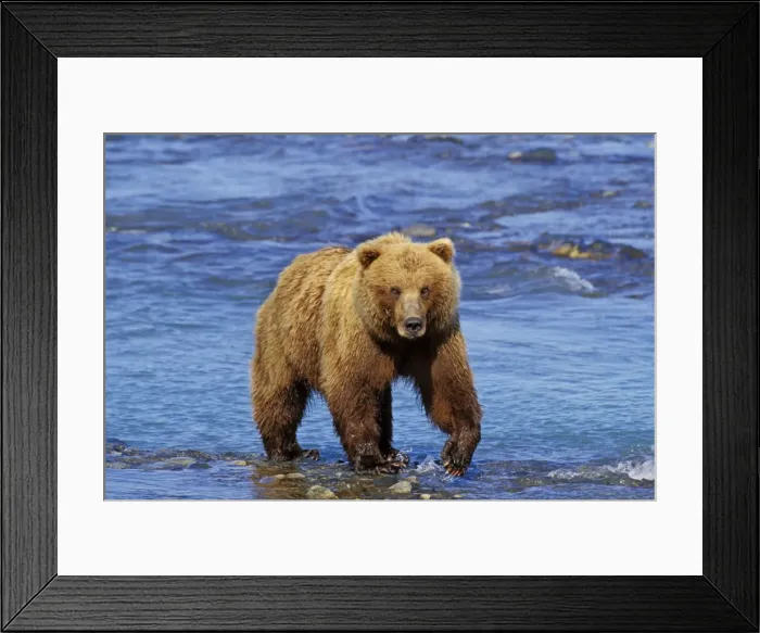 Framed Print : Grizzly Bear North America MA1277 Framed Print : Grizzly Bear North America MA1277