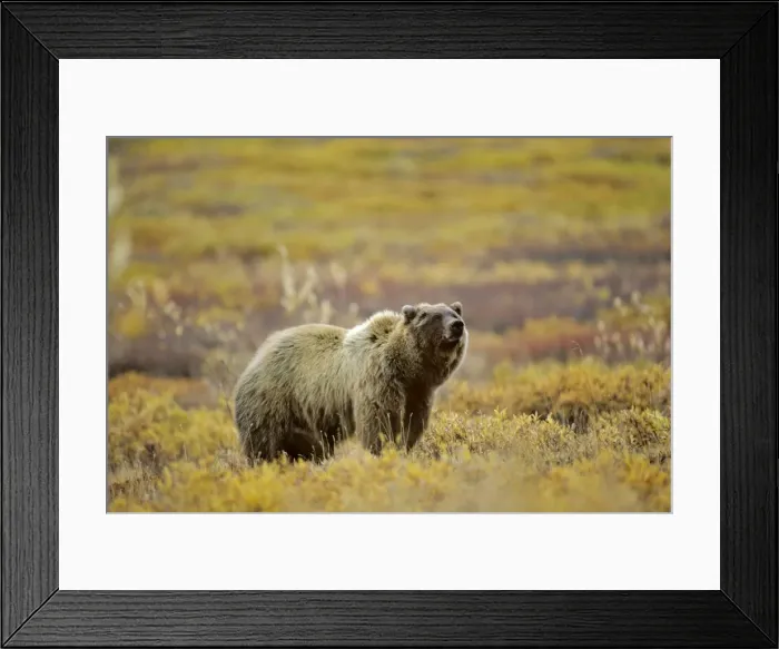 Framed Print : Grizzly Bear Alaskan tundra. MA115 Framed Print : Grizzly Bear Alaskan tundra. MA115
