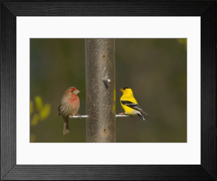 Framed Print : House Finch - male, with male American Goldfinch (Carduelis tristis) North America. _TPL7557 Framed Print : House Finch - male, with male American Goldfinch (Carduelis tristis) North America. _TPL7557