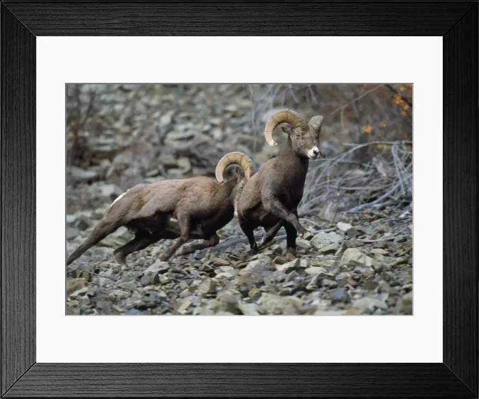 Framed Print : California Bighorn Sheep - rams dominance behavior Framed Print : California Bighorn Sheep - rams dominance behavior