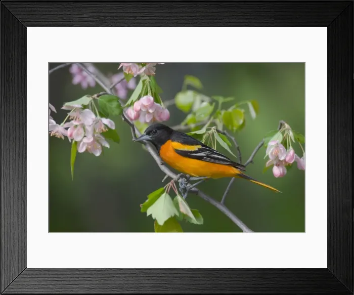 Framed Print : Male Northern Oriole or Baltimore Oriole Framed Print : Male Northern Oriole or Baltimore Oriole