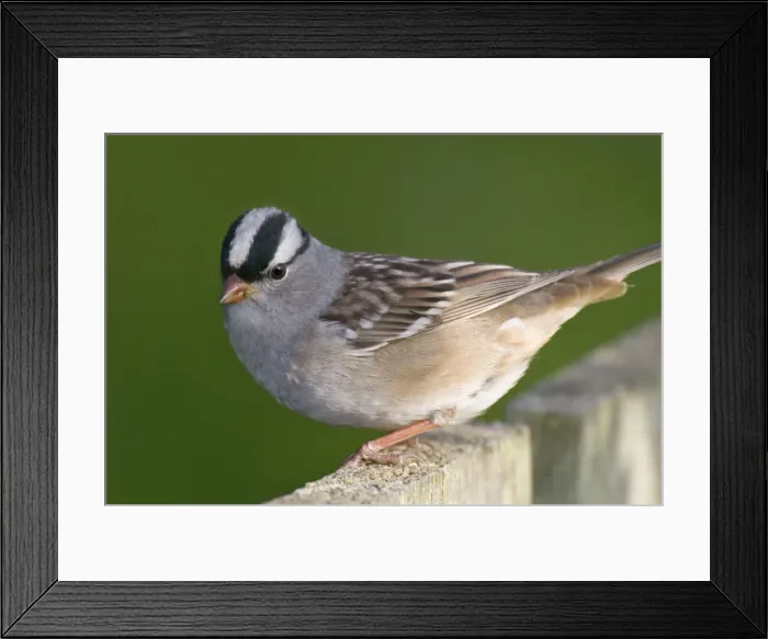 Framed Print : White-crowned Sparrow - on backyard fence. Ohio, USA. _A2A3197 Framed Print : White-crowned Sparrow - on backyard fence. Ohio, USA. _A2A3197