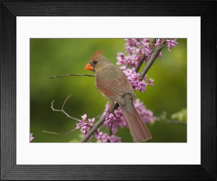 Framed Print : Northern Cardinal - Female, Great Lakes Region. Spring. North America _TPL6723 Framed Print : Northern Cardinal - Female, Great Lakes Region. Spring. North America _TPL6723