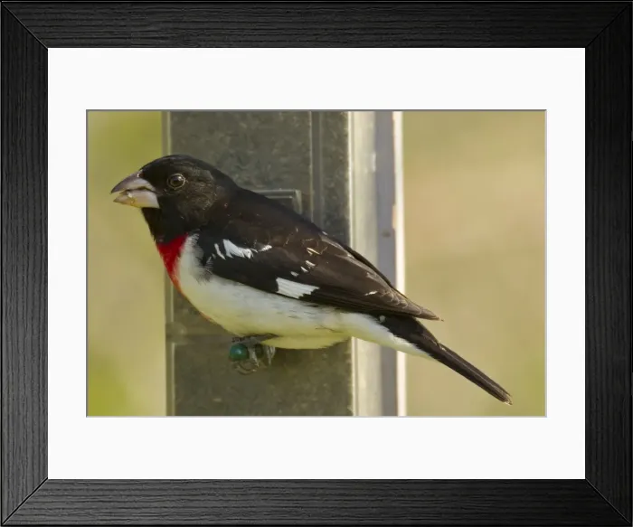 Framed Print : Rose-breasted Grosbeak - Male feeding on sunflower seeds at feeder. Great Lakes Region, Michigan, USA. _A2A3126 Framed Print : Rose-breasted Grosbeak - Male feeding on sunflower seeds at feeder. Great Lakes Region, Michigan, USA. _A2A3126
