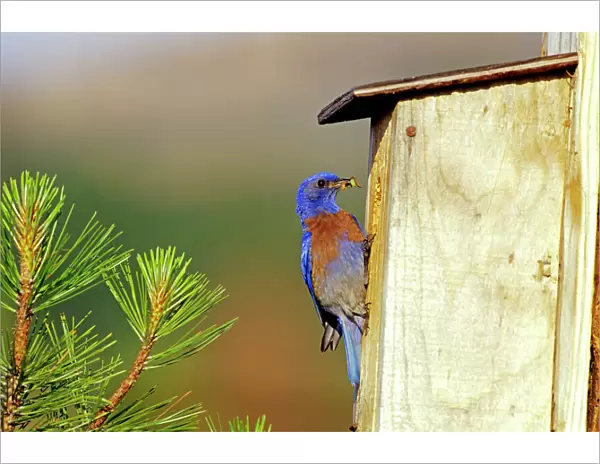 Western Bluebird - Male, bringing insect back to young in nest box. Columbia River Gorge, North America. B80331