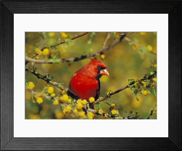 Framed Print : Male Northern Cardinal - sitting in huisache tree, Spring. Texas, USA. B6951 Framed Print : Male Northern Cardinal - sitting in huisache tree, Spring. Texas, USA. B6951