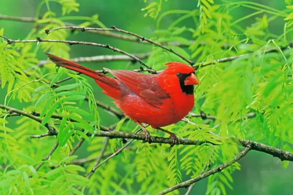 Northern Cardinal - Male, sitting in bush in Spring. Texas, USA. B6884