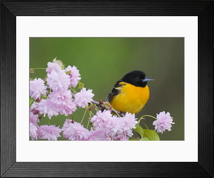 Framed Print : Baltimore Oriole / Northern Oriole - Male North America. _A2A2667 Framed Print : Baltimore Oriole / Northern Oriole - Male North America. _A2A2667