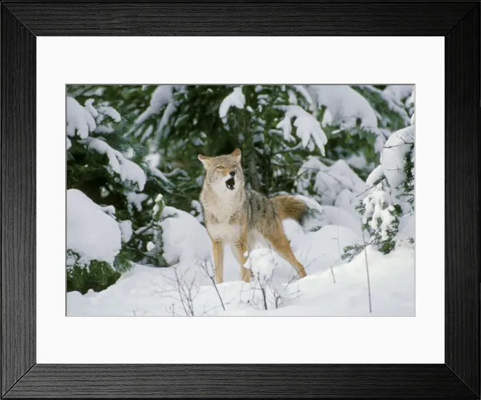 Framed Print : Coyote - barking and yipping, in fresh winter snow. Western USA. Mc248 Framed Print : Coyote - barking and yipping, in fresh winter snow. Western USA. Mc248