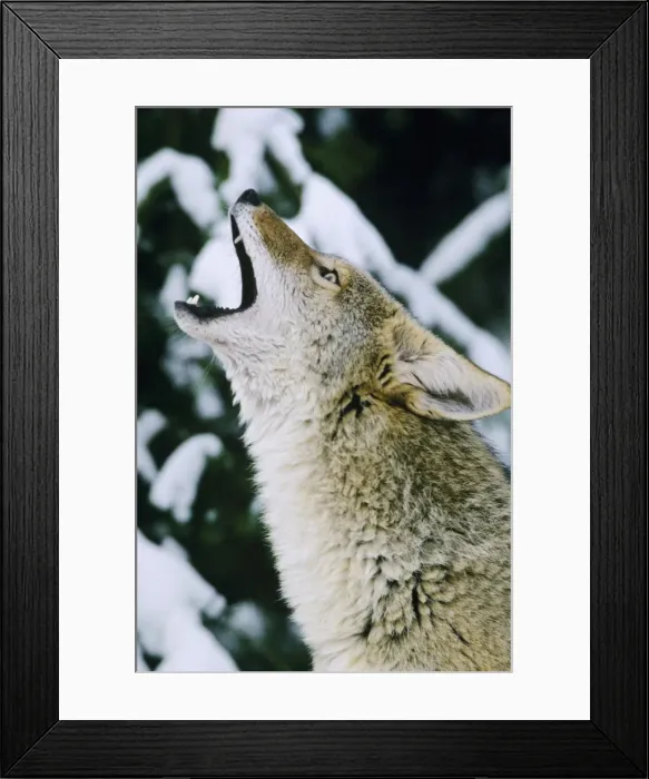 Framed Print : Coyote - howling USA. MC249 Framed Print : Coyote - howling USA. MC249