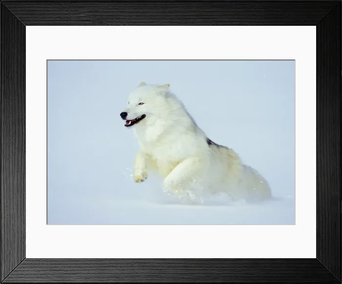 Framed Print : Arctic Wolf / Arctic Gray Wolf running in snow. MW2617 Framed Print : Arctic Wolf / Arctic Gray Wolf running in snow. MW2617