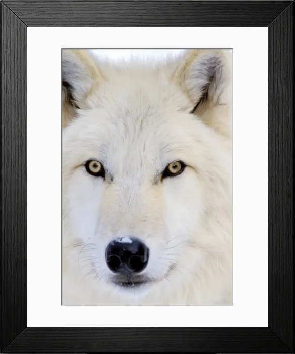 Framed Print : Arctic Wolf / Arctic Gray Wolf MW2204 Framed Print : Arctic Wolf / Arctic Gray Wolf MW2204