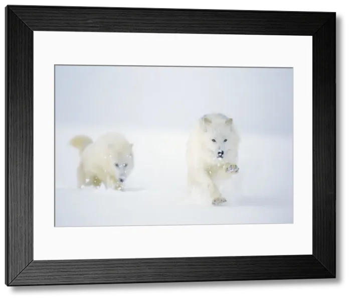 Framed Print : Two Arctic Wolves running in winter snow. MW2623 Framed Print : Two Arctic Wolves running in winter snow. MW2623
